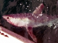 Porbeagle Shark