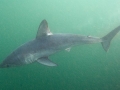 Porbeagle Shark
