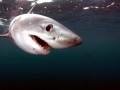Porbeagle Shark