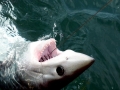 Porbeagle Shark