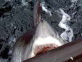 Porbeagle Shark