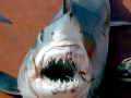 Porbeagle Shark