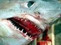 Porbeagle Shark