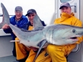 Porbeagle Shark