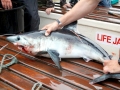 Porbeagle Shark