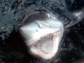 Porbeagle Shark