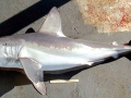 Porbeagle Shark