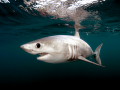 Porbeagle Shark
