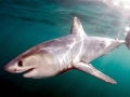 Porbeagle Shark