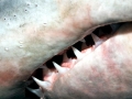 Porbeagle Shark