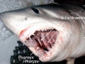 Porbeagle Shark