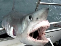 Porbeagle Shark