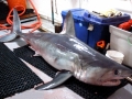 Porbeagle Shark