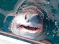 Porbeagle Shark