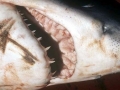 Porbeagle Shark