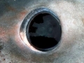 Porbeagle Shark