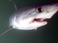 Porbeagle Shark