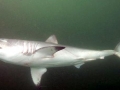 Porbeagle Shark