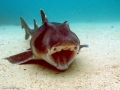 Port Jackson Shark