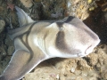Port Jackson Shark