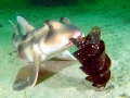 Port Jackson Shark