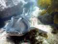 Port Jackson Shark
