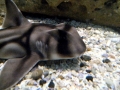 Port Jackson Shark