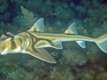 Port Jackson Shark