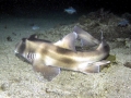 Port Jackson Shark