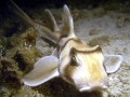 Port Jackson Shark