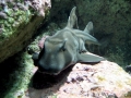 Port Jackson Shark