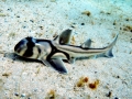 Port Jackson Shark