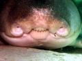Port Jackson Shark