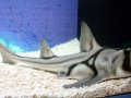 Port Jackson Shark