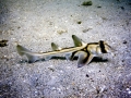 Port Jackson Shark
