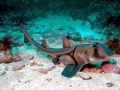 Port Jackson Shark