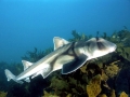 Port Jackson Shark
