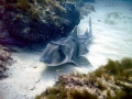 Port Jackson Shark
