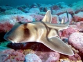 Port Jackson Shark