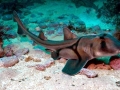 Port Jackson Shark