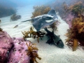 Port Jackson Shark