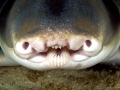 Port Jackson Shark