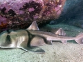 Port Jackson Shark