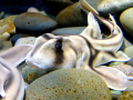 Port Jackson Shark