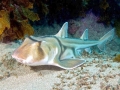 Port Jackson Shark
