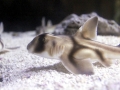 Port Jackson Shark