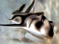 Port Jackson Shark