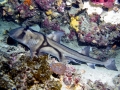 Port Jackson Shark
