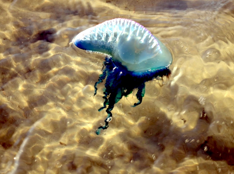 Portuguese Man of War Sea Jelly OCEAN TREASURES Memorial Library