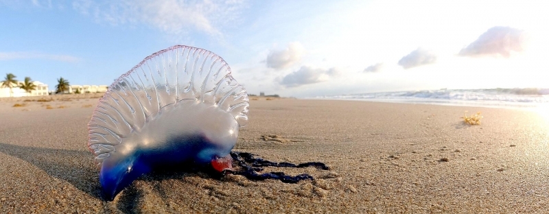 Portuguese Man-of-War